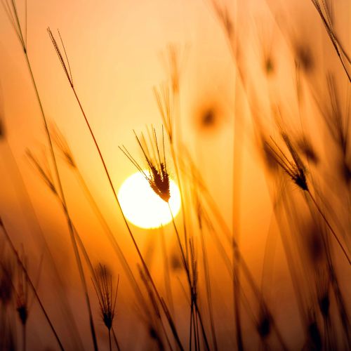 Herbes baignées par la lumière dorée du soir, évoquant la poésie de l’univers Clairimagine